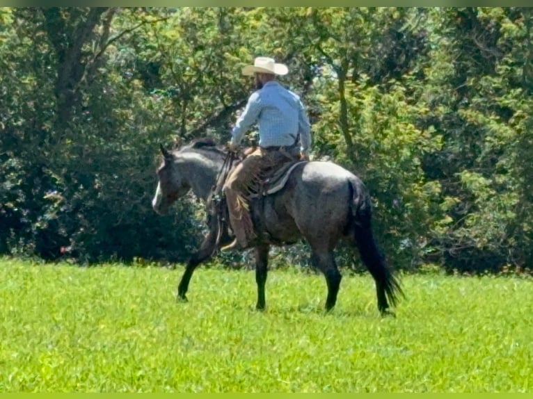 American Paint Horse Ruin 5 Jaar 157 cm Roan-Bay in Sheffield