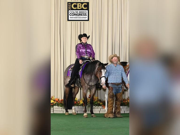 American Paint Horse Ruin 5 Jaar 157 cm Roan-Bay in Sheffield