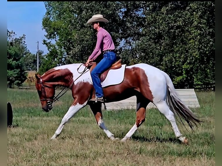 American Paint Horse Ruin 5 Jaar 157 cm Tobiano-alle-kleuren in Robards