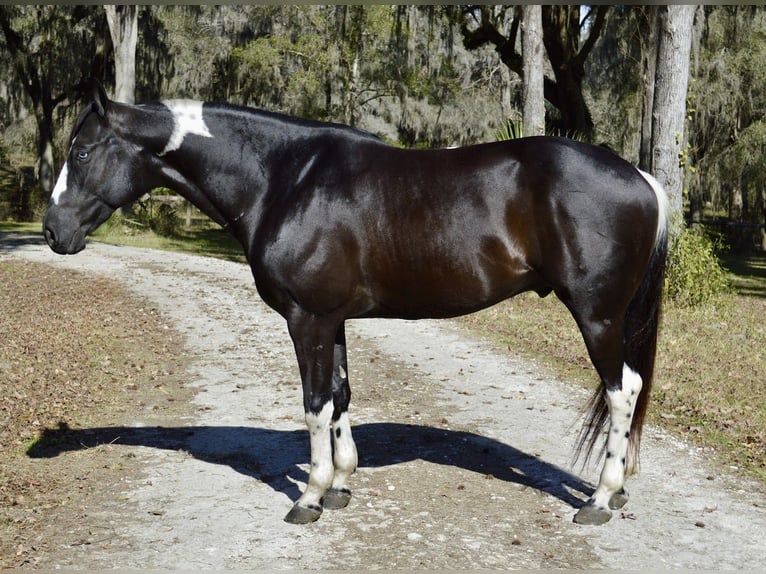 American Paint Horse Ruin 5 Jaar 157 cm Zwart in Micanopy