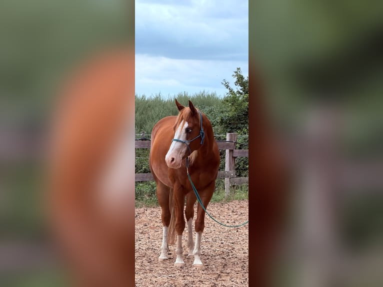 American Paint Horse Ruin 5 Jaar 160 cm Gevlekt-paard in Böhme