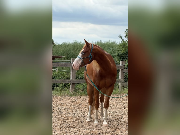 American Paint Horse Ruin 5 Jaar 160 cm Gevlekt-paard in Böhme