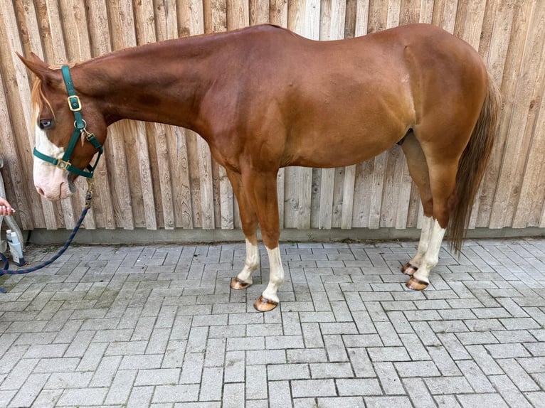 American Paint Horse Ruin 5 Jaar 160 cm Overo-alle-kleuren in Böhme
