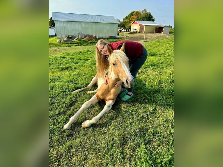 American Paint Horse Ruin 5 Jaar 163 cm Palomino in Bolton