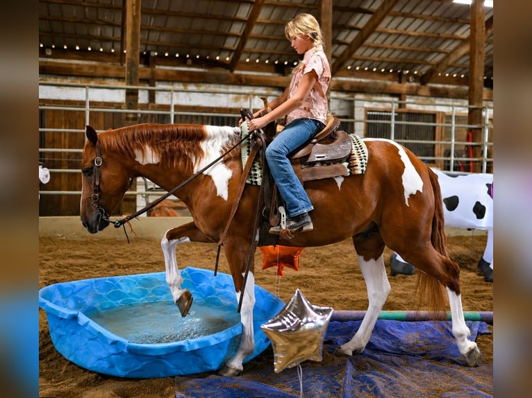 American Paint Horse Ruin 5 Jaar Gevlekt-paard in Robards