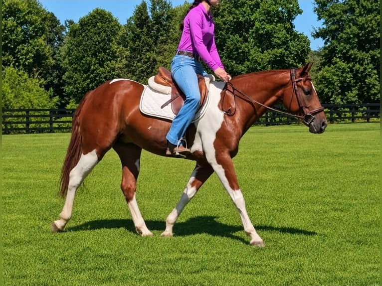 American Paint Horse Ruin 5 Jaar Gevlekt-paard in Robards