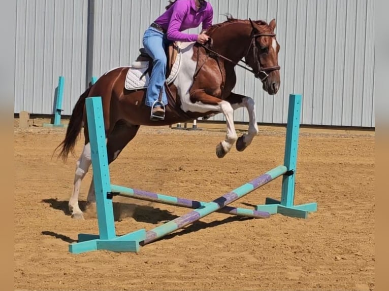 American Paint Horse Ruin 5 Jaar Gevlekt-paard in Robards