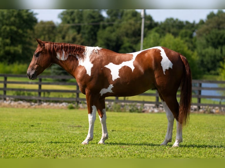 American Paint Horse Ruin 5 Jaar Gevlekt-paard in Robards