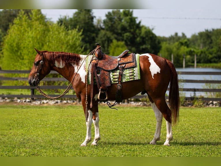 American Paint Horse Ruin 5 Jaar Gevlekt-paard in Robards