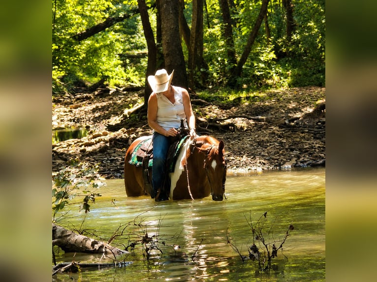 American Paint Horse Ruin 5 Jaar Gevlekt-paard in Robards