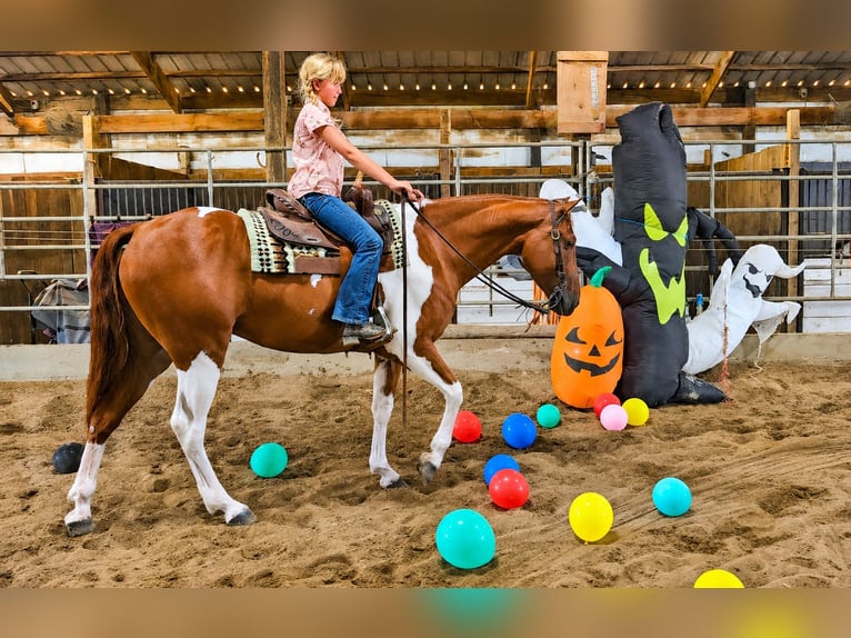 American Paint Horse Ruin 5 Jaar Gevlekt-paard in Robards