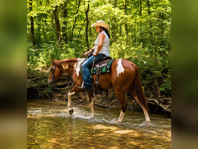 American Paint Horse Ruin 5 Jaar Gevlekt-paard in Robards