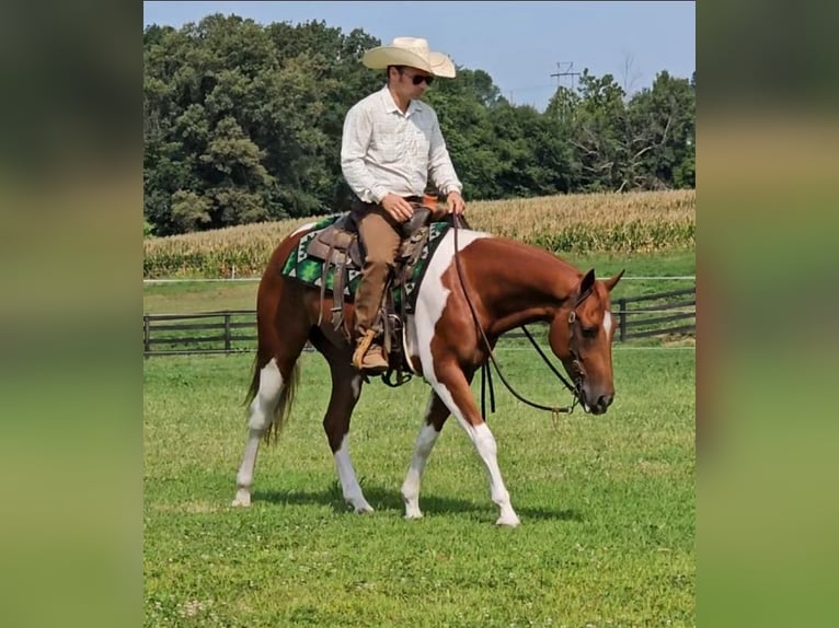 American Paint Horse Ruin 5 Jaar Gevlekt-paard in Robards