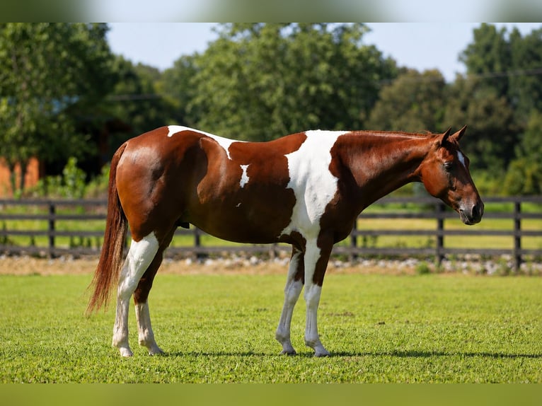American Paint Horse Ruin 5 Jaar Gevlekt-paard in Robards