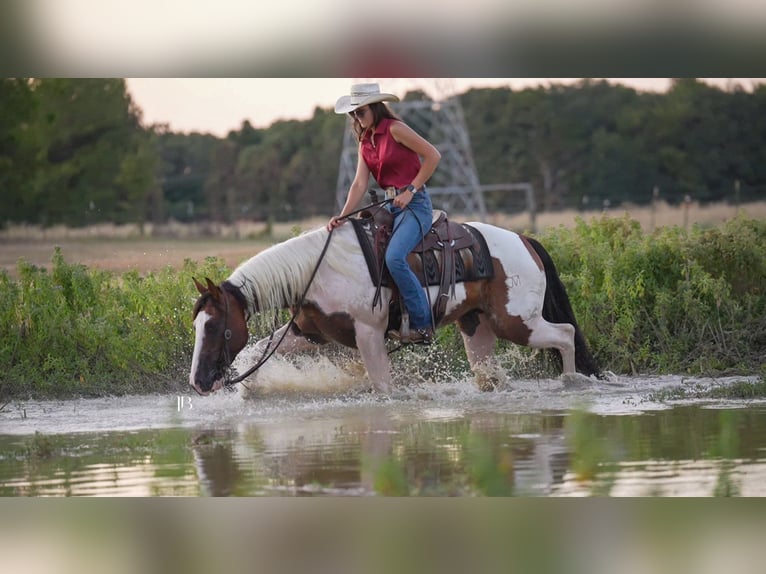 American Paint Horse Ruin 5 Jaar Gevlekt-paard in Terrell