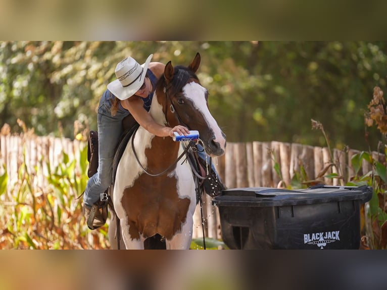 American Paint Horse Ruin 5 Jaar Gevlekt-paard in Terrell