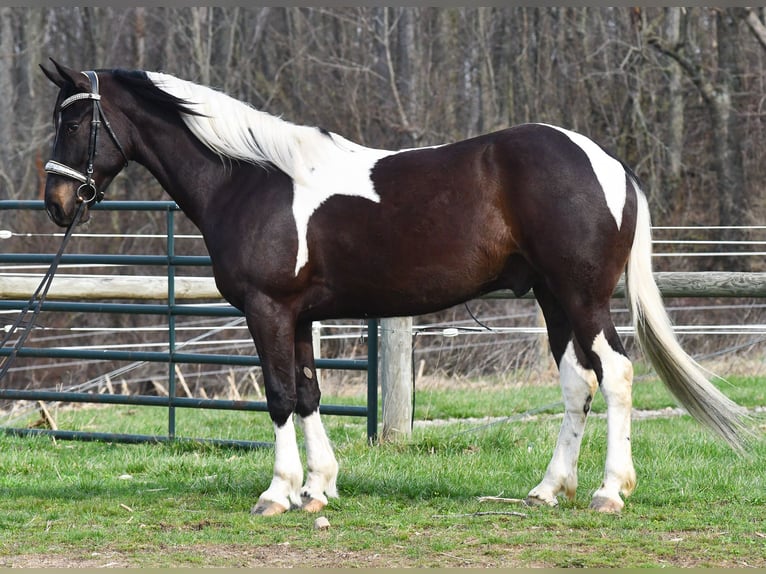 American Paint Horse Mix Ruin 5 Jaar Gevlekt-paard in Strasburg