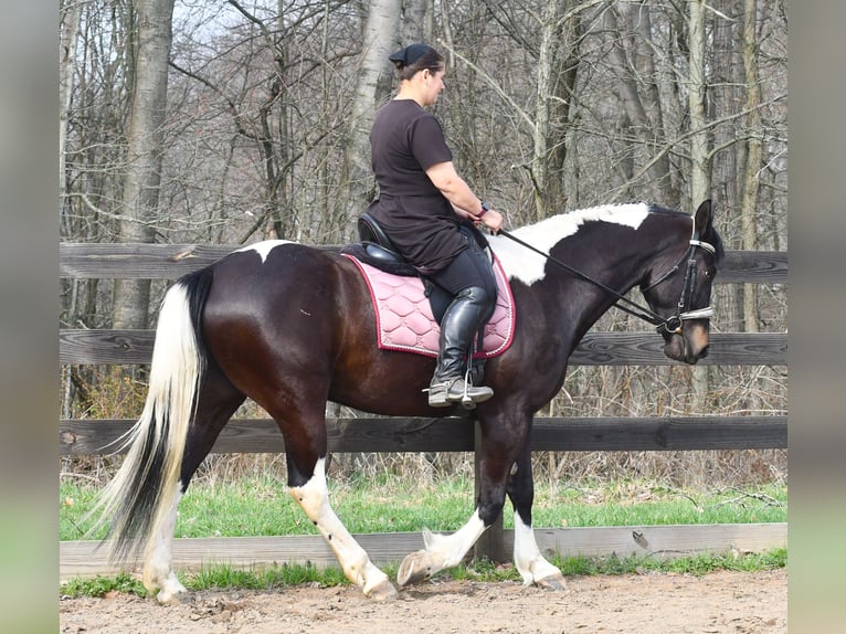 American Paint Horse Mix Ruin 5 Jaar Gevlekt-paard in Strasburg