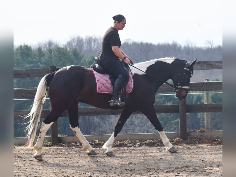 American Paint Horse Mix Ruin 5 Jaar Gevlekt-paard in Strasburg