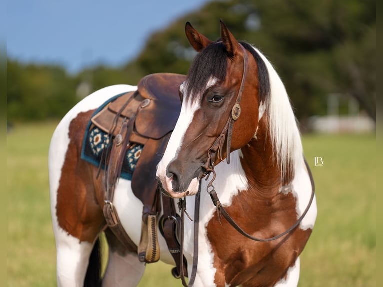 American Paint Horse Ruin 5 Jaar Gevlekt-paard in Terrell