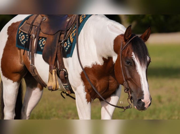American Paint Horse Ruin 5 Jaar Gevlekt-paard in Terrell