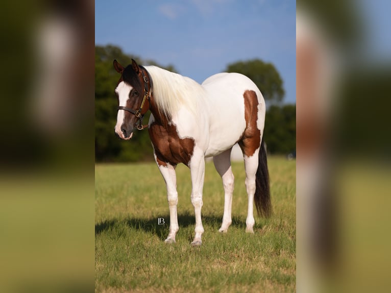 American Paint Horse Ruin 5 Jaar Gevlekt-paard in Terrell