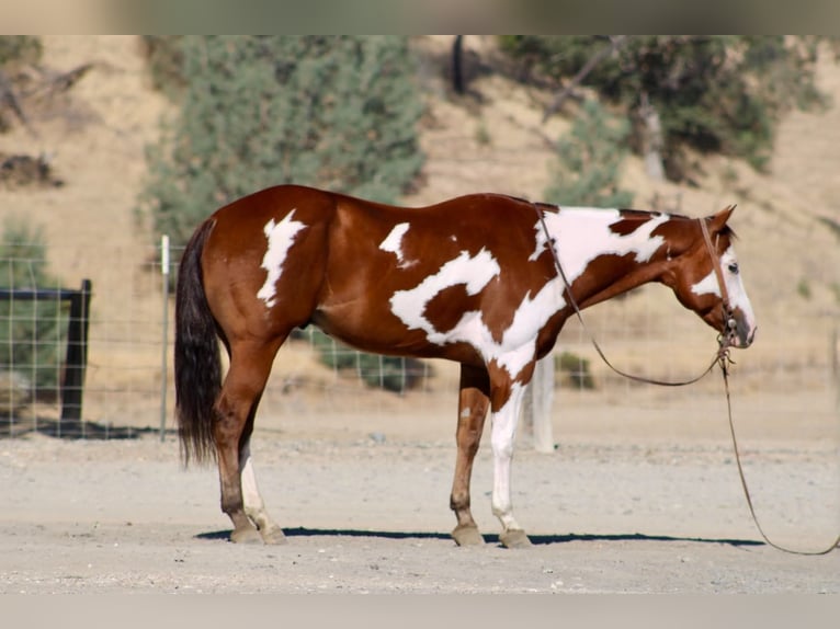 American Paint Horse Ruin 5 Jaar Overo-alle-kleuren in Tres Pinos