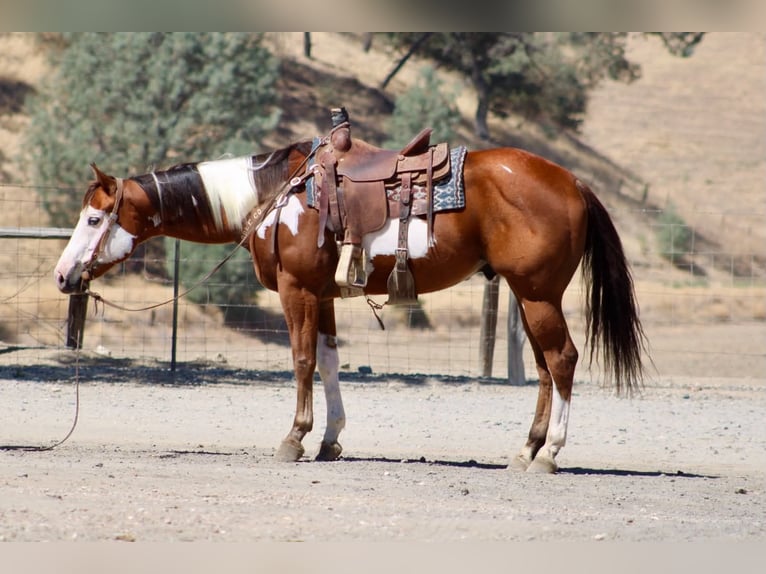 American Paint Horse Ruin 5 Jaar Overo-alle-kleuren in Tres Pinos