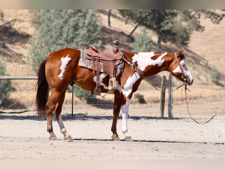 American Paint Horse Ruin 5 Jaar Overo-alle-kleuren in Tres Pinos