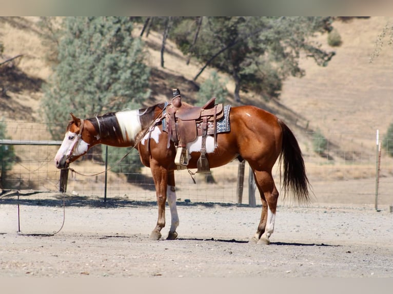 American Paint Horse Ruin 5 Jaar Overo-alle-kleuren in Tres Pinos