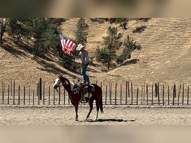 American Paint Horse Ruin 5 Jaar Overo-alle-kleuren in Tres Pinos