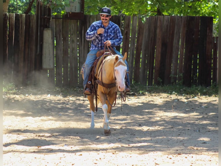 American Paint Horse Ruin 5 Jaar Overo-alle-kleuren in Whitesboro