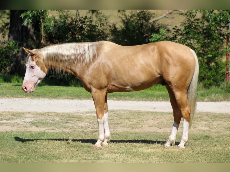 American Paint Horse Ruin 5 Jaar Palomino in Whitesboro