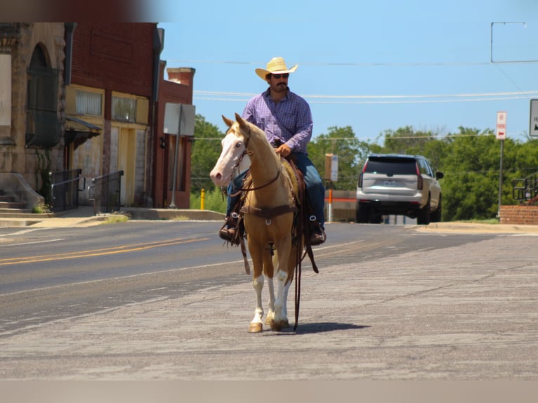 American Paint Horse Ruin 5 Jaar Palomino in Whitesboro