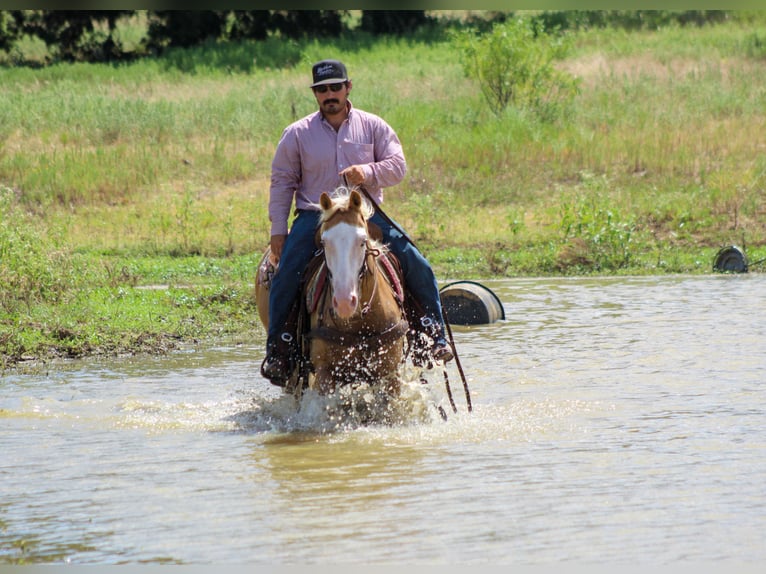 American Paint Horse Ruin 5 Jaar Palomino in Whitesboro