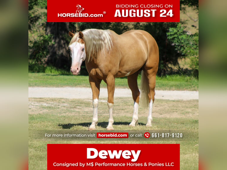 American Paint Horse Ruin 5 Jaar Palomino in Whitesboro