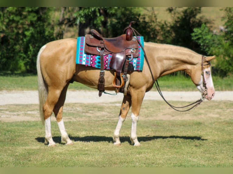 American Paint Horse Ruin 5 Jaar Palomino in Whitesboro