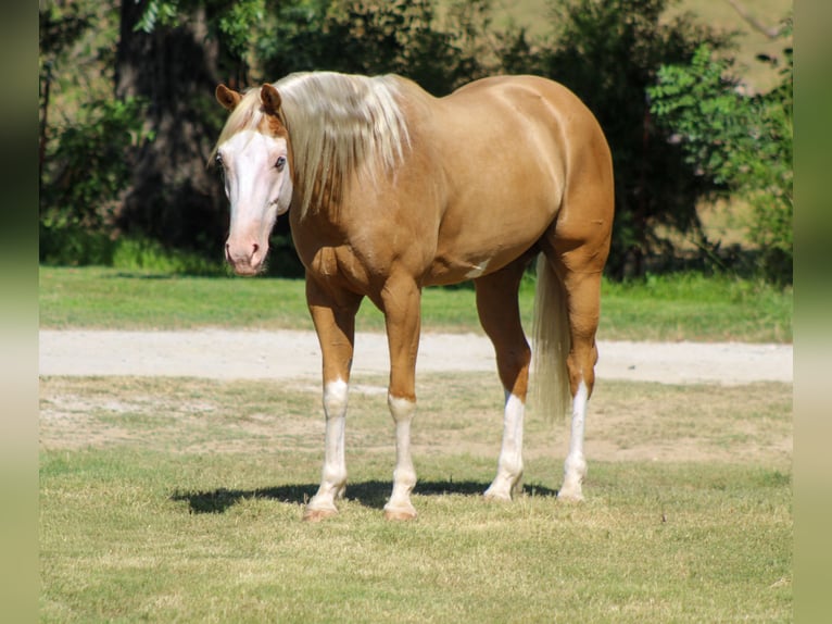 American Paint Horse Ruin 5 Jaar Palomino in Whitesboro