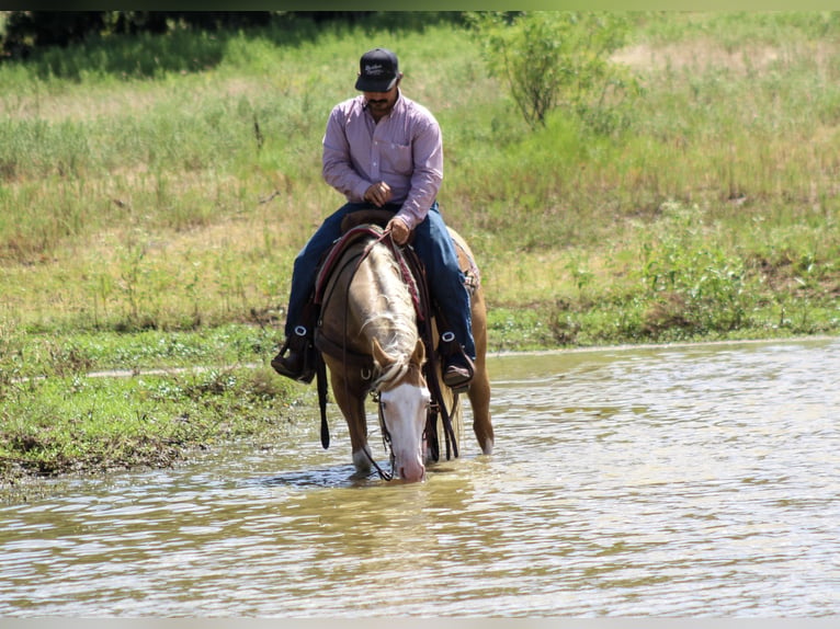 American Paint Horse Ruin 5 Jaar Palomino in Whitesboro