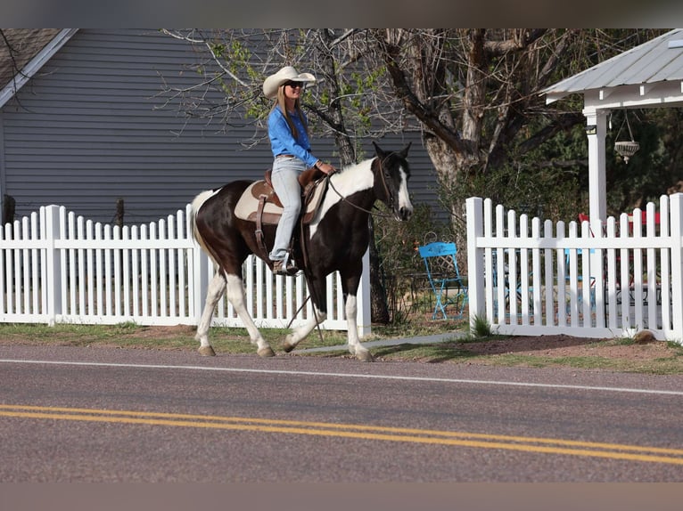 American Paint Horse Ruin 5 Jaar Tobiano-alle-kleuren in Cottonwood AZ