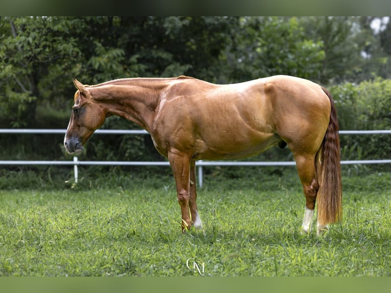 American Paint Horse Ruin 5 Jaar Vos in Cassano D'Adda
