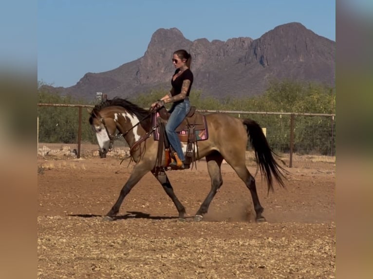 American Paint Horse Ruin 6 Jaar 142 cm Overo-alle-kleuren in Marana, AZ