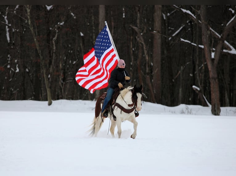 American Paint Horse Ruin 6 Jaar 145 cm Gevlekt-paard in Clarion