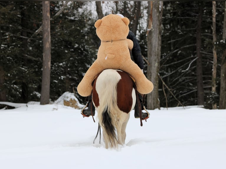 American Paint Horse Ruin 6 Jaar 145 cm Gevlekt-paard in Clarion