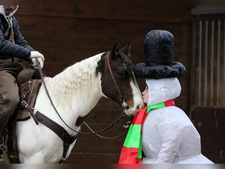 American Paint Horse Ruin 6 Jaar 145 cm Gevlekt-paard in Clarion