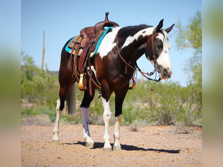 American Paint Horse Ruin 6 Jaar 147 cm Gevlekt-paard in Marana