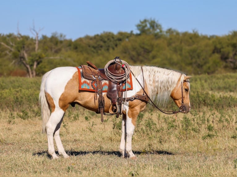 American Paint Horse Ruin 6 Jaar 147 cm Gevlekt-paard in Ranger