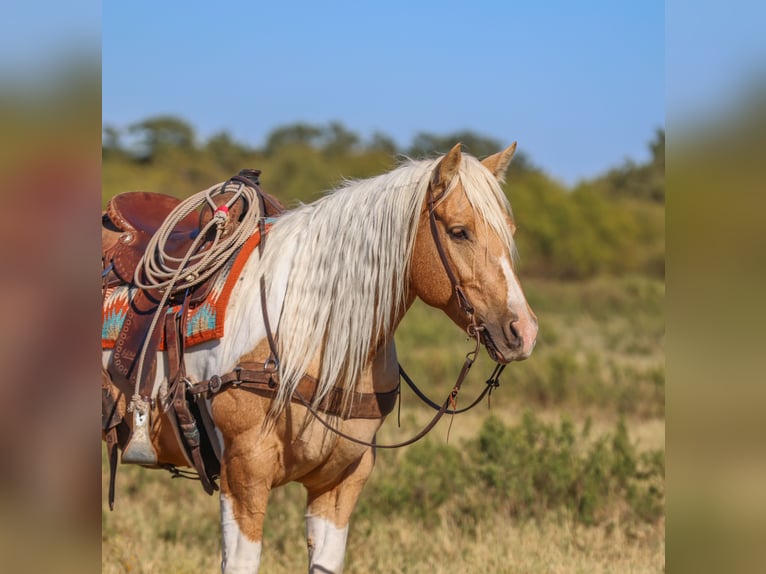 American Paint Horse Ruin 6 Jaar 147 cm Gevlekt-paard in Ranger