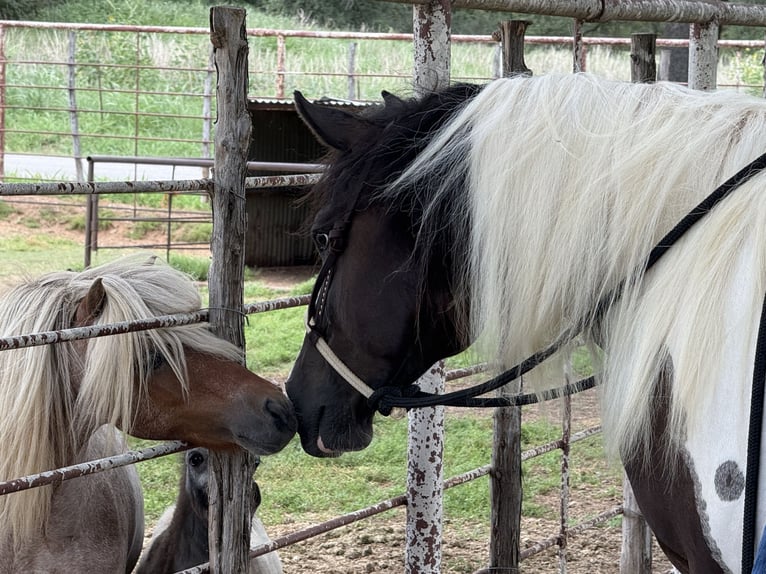 American Paint Horse Ruin 6 Jaar 147 cm Gevlekt-paard in Weatherford