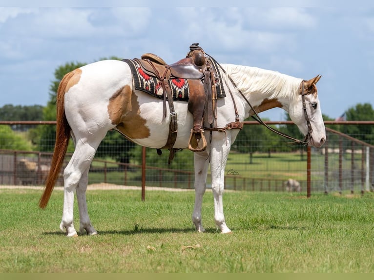 American Paint Horse Ruin 6 Jaar 152 cm Falbe in Fort Worth